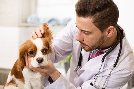 veterinary-dog-ear-exam-otitis-shutterstock_1021918567_450px.jpg
