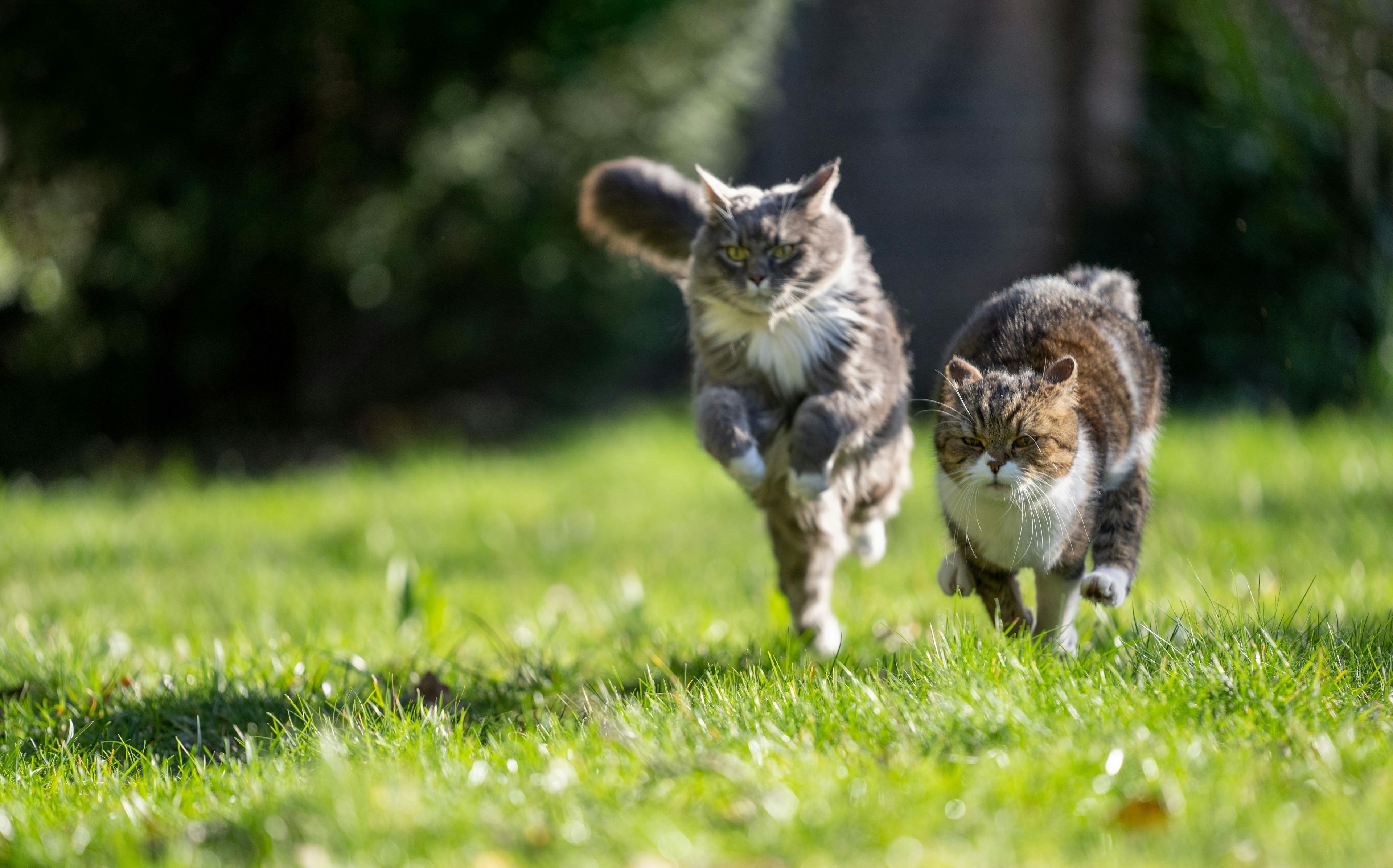 Research reveals efficacy of non-surgical contraceptive alternative for cats