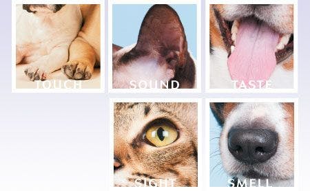 veterinary-five-senses-450-284.jpg