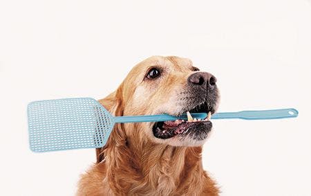 veterinary-dog-with-flyswatter-450px-shutterstock-43313179.jpg