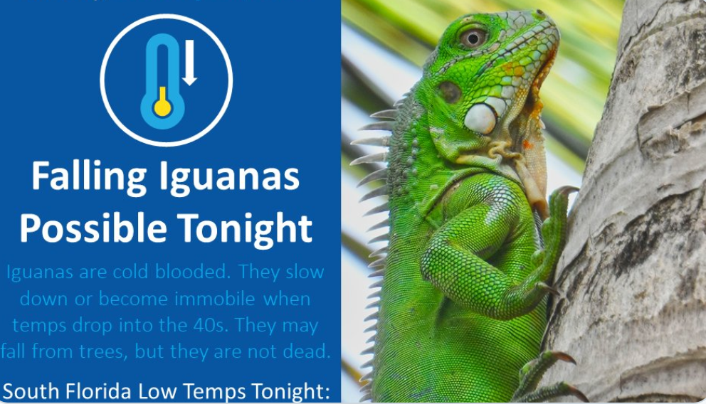 'Frozen' iguanas dropping from trees in the Sunshine State