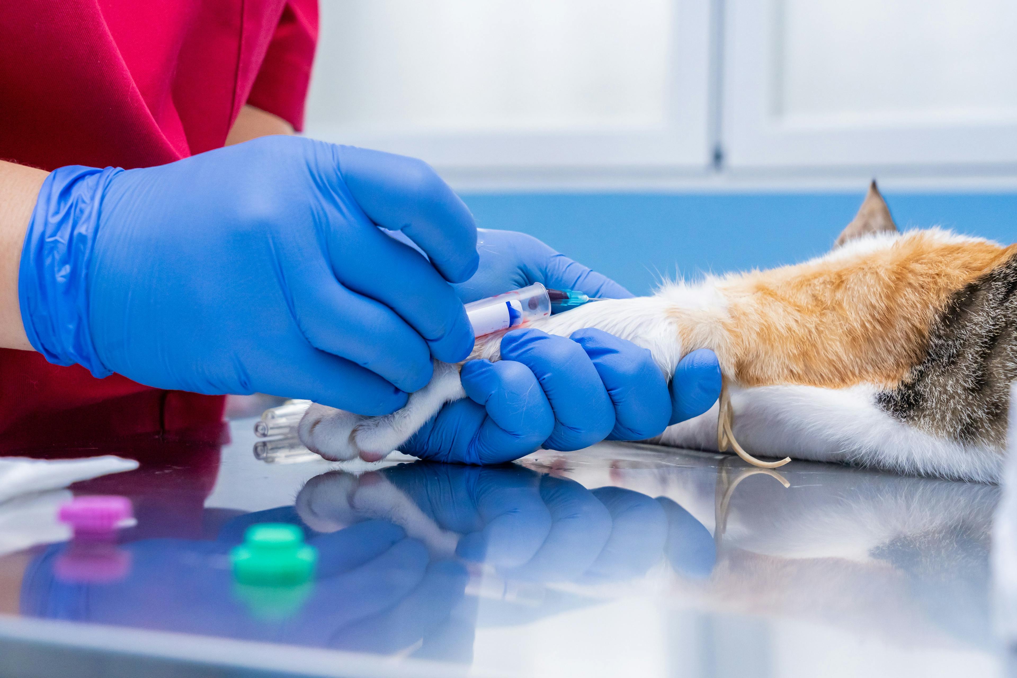 How research of an FIP treatment for cats is saving human lives