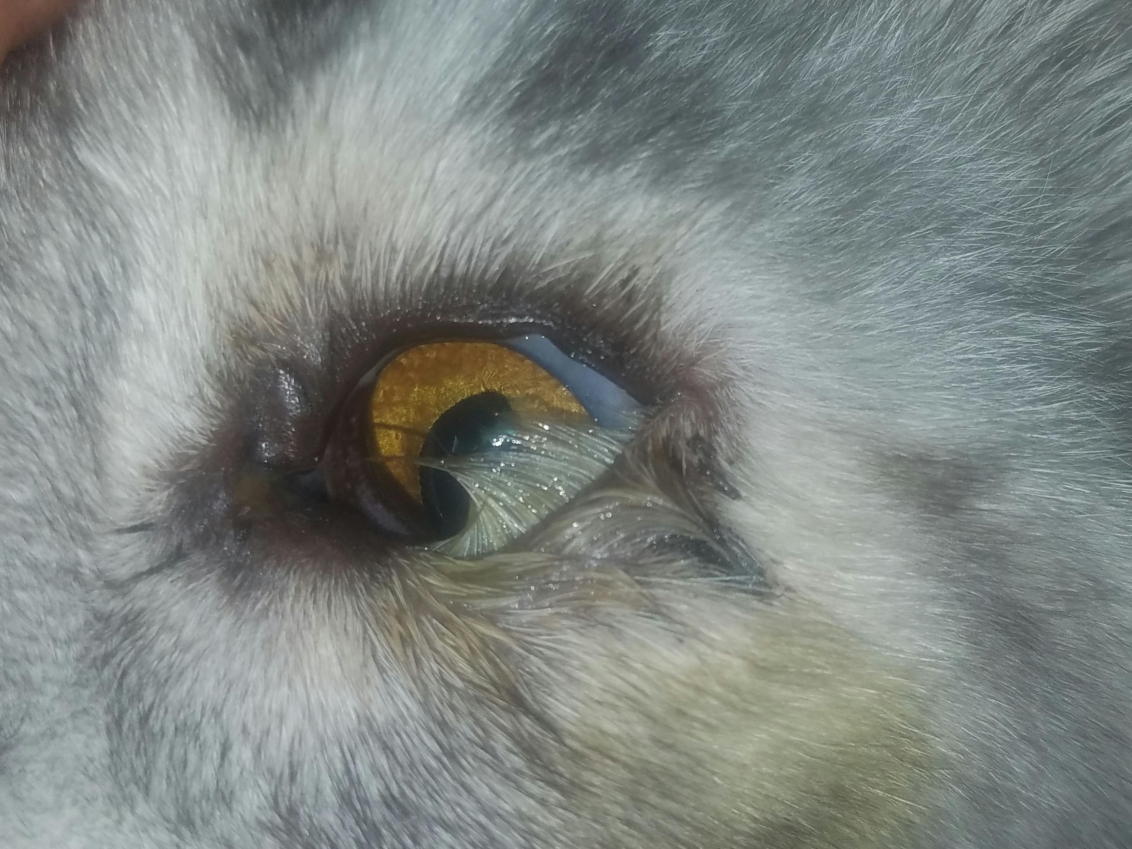 Figure 2. A cat with severe entropion, or eversion of the lower eyelid. This results in irritation of the cornea and potential ulceration.