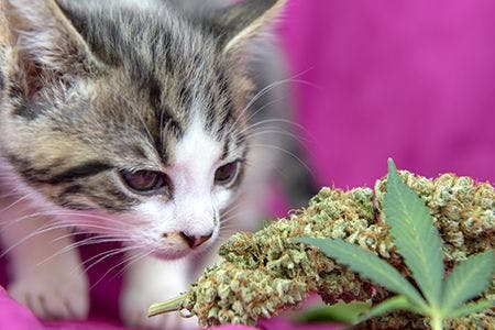 veterinary-cat-with-cannabis-AdobeStock_268056959_main (1).jpg
