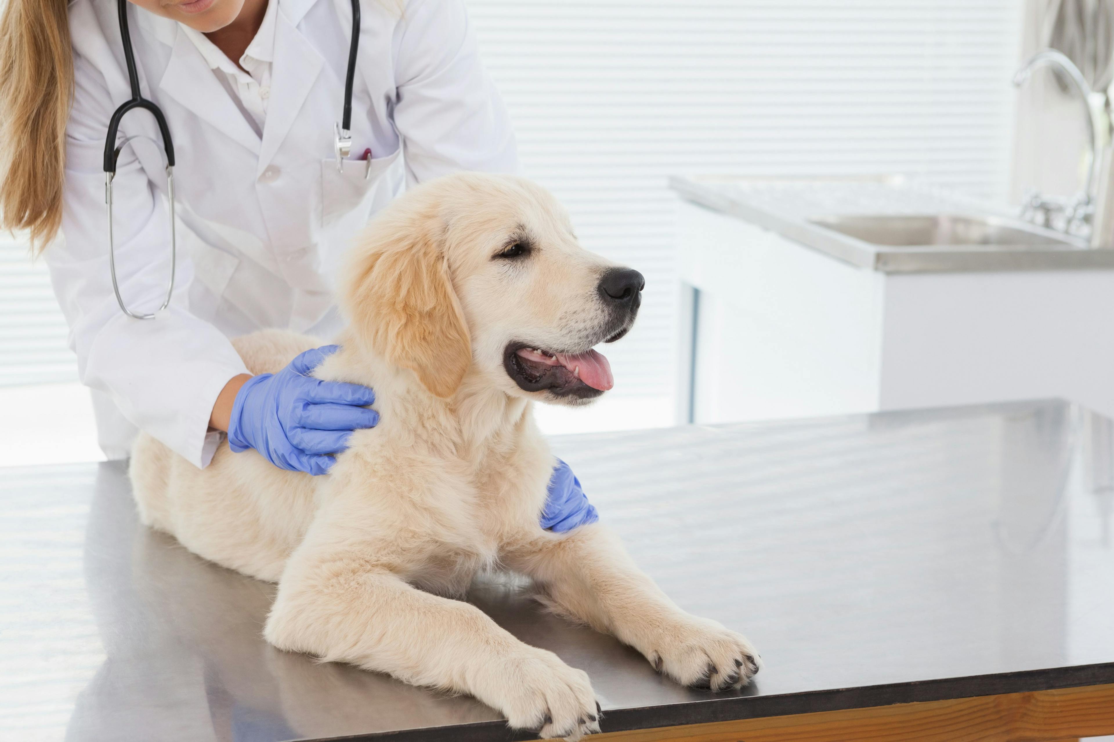 Signs and symptoms of canine tick-borne diseases