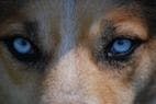 One Health: Vision Loss Treatment for Dogs May Benefit Humans