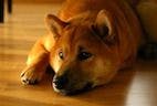 Bacteriuria Versus Urinary Tract Infection in Paraplegic Dogs