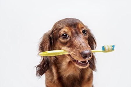 veterinary-dog-with-toothbrush_AdobeStock_104091987-450.jpg