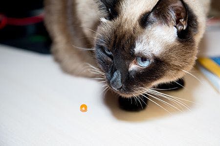 veterinary-cat-with-pill_AdobeStock_241096632-450.jpg