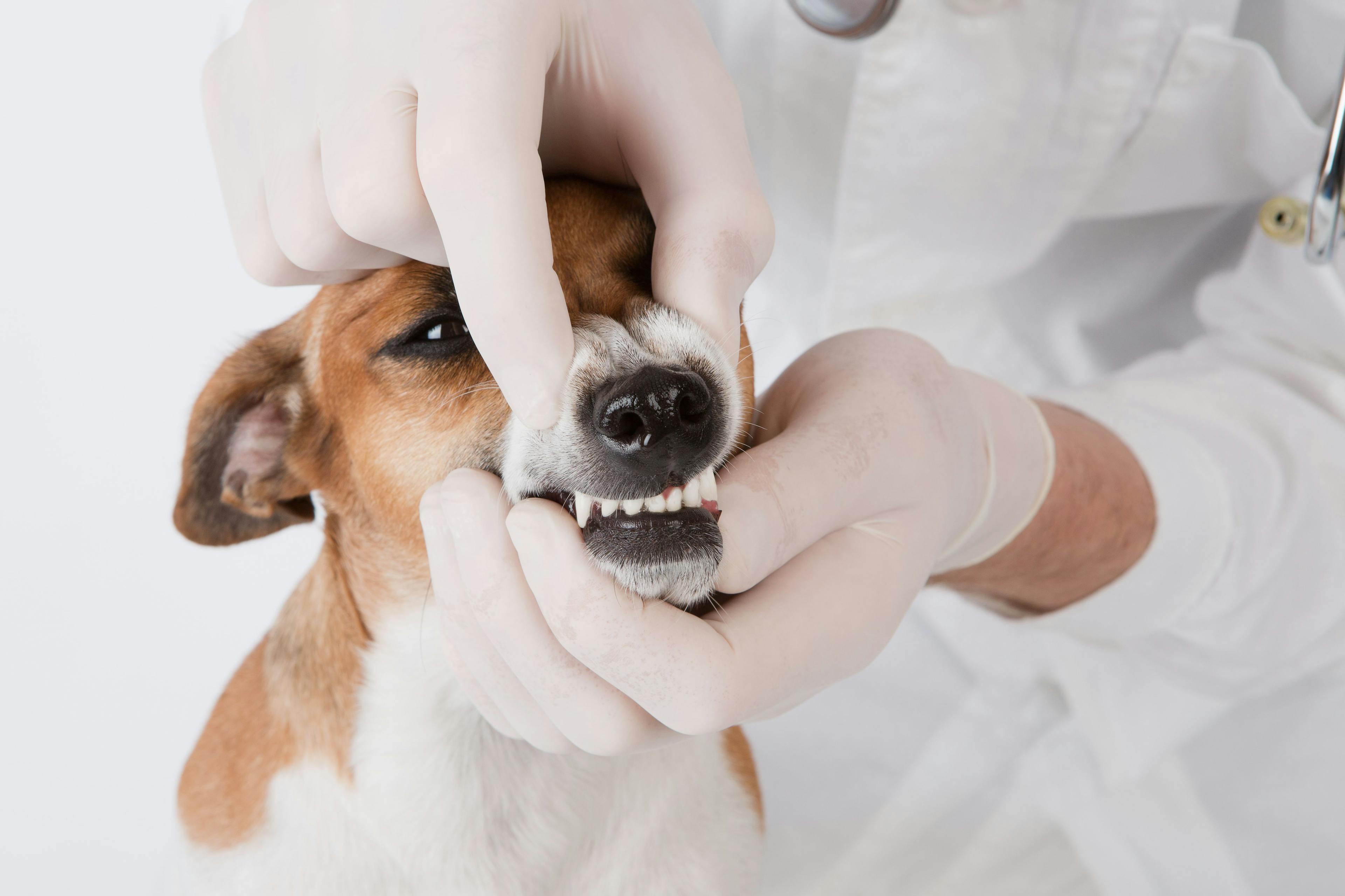 10 Dental hacks to enhance your veterinary practice in 2022