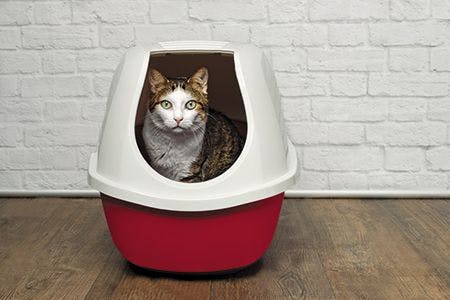 veterinary-cat-litter-box-216124742_450px-1.jpg