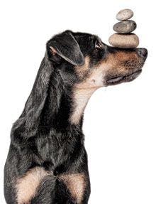 veterinary-dog-balance-stones-nose-114140343_220.jpg
