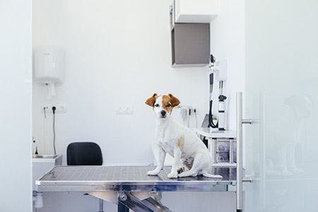 veterinary_jack-russel-dog-exam_AdobeStock_224254652-450-1.jpg