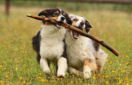 veterinary-cattle-dogs-running-with-stick_AdobeStock_34937840-450.jpg