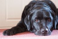 veterinary-dog-black-lab-rest-134250485-814493-1404222172010.jpg