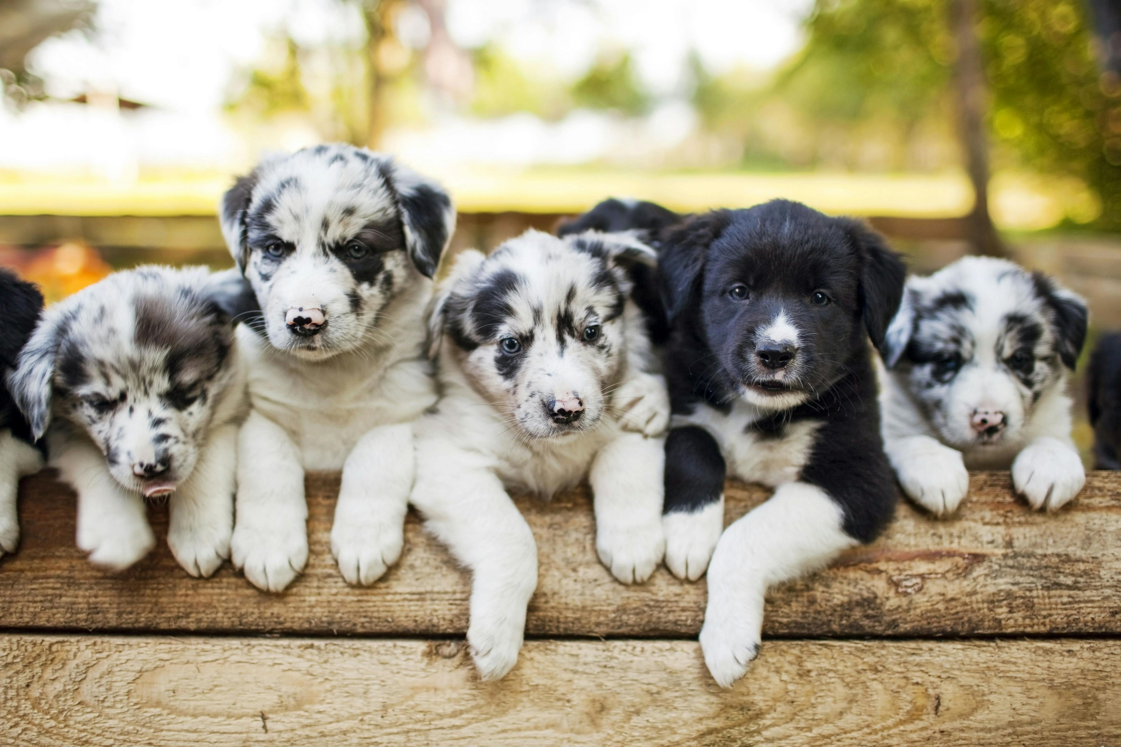 group of cute puppies