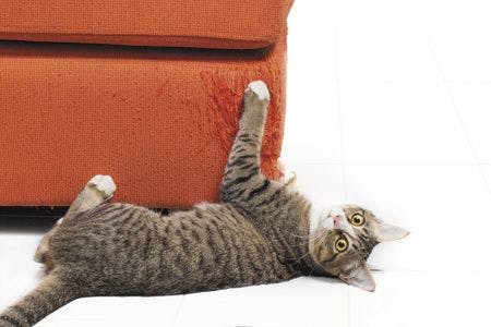 veterinary-cat--scratching-orange-fabric-sofa-450px-shutterstock-587630327.jpg