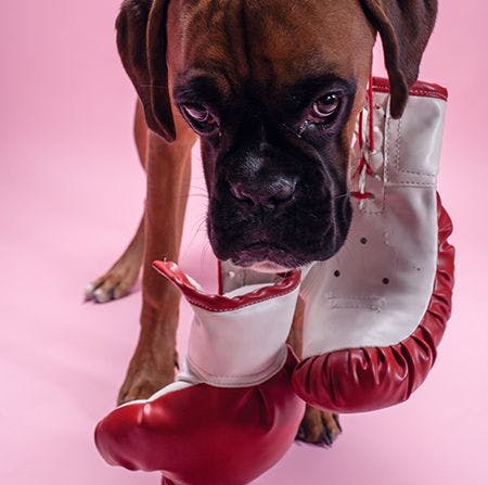 Veterinary/retail rumble: Punching back against retail misinformation