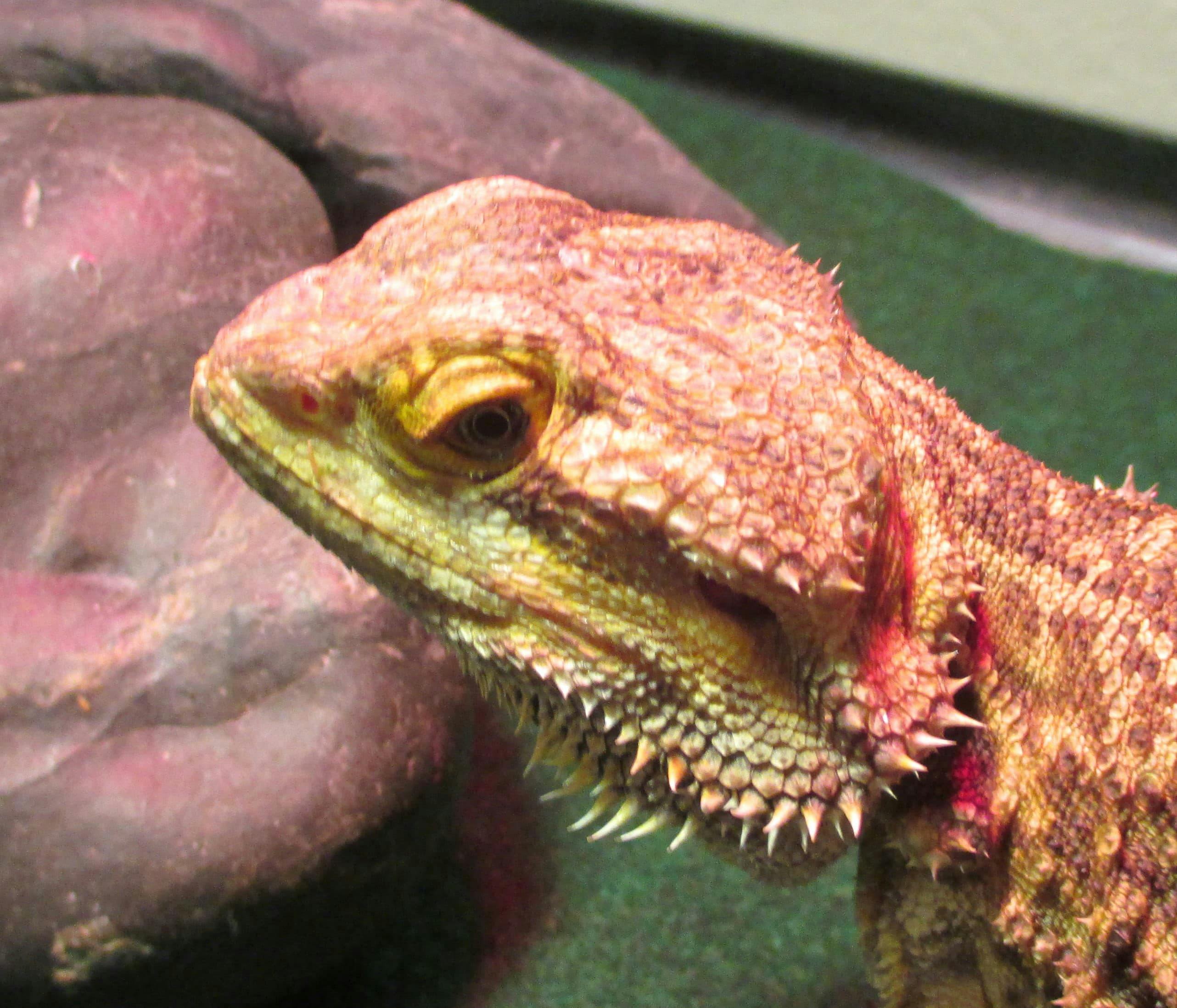 Normal, healthy bearded dragon. Photo provided by Moichor.
