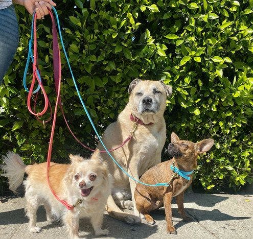 Pups sporting Giving Paws' vegan leather leashes (Photo courtesy of Giving Paws).