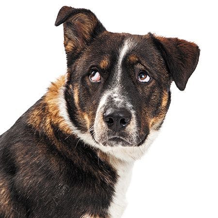 veterinary-closeup-of-an-irritated-dog-lifting-one-ear-and-rolling-his-eyes-up-1000px-shutterstock-382444069_450.jpg