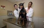 Veterinarians: Protecting Pets and People from Abuse