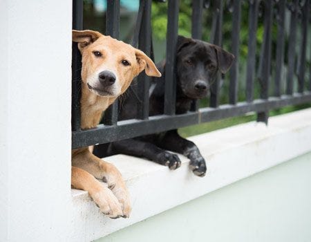 veterinary-dogs-behind-fence-main.jpg