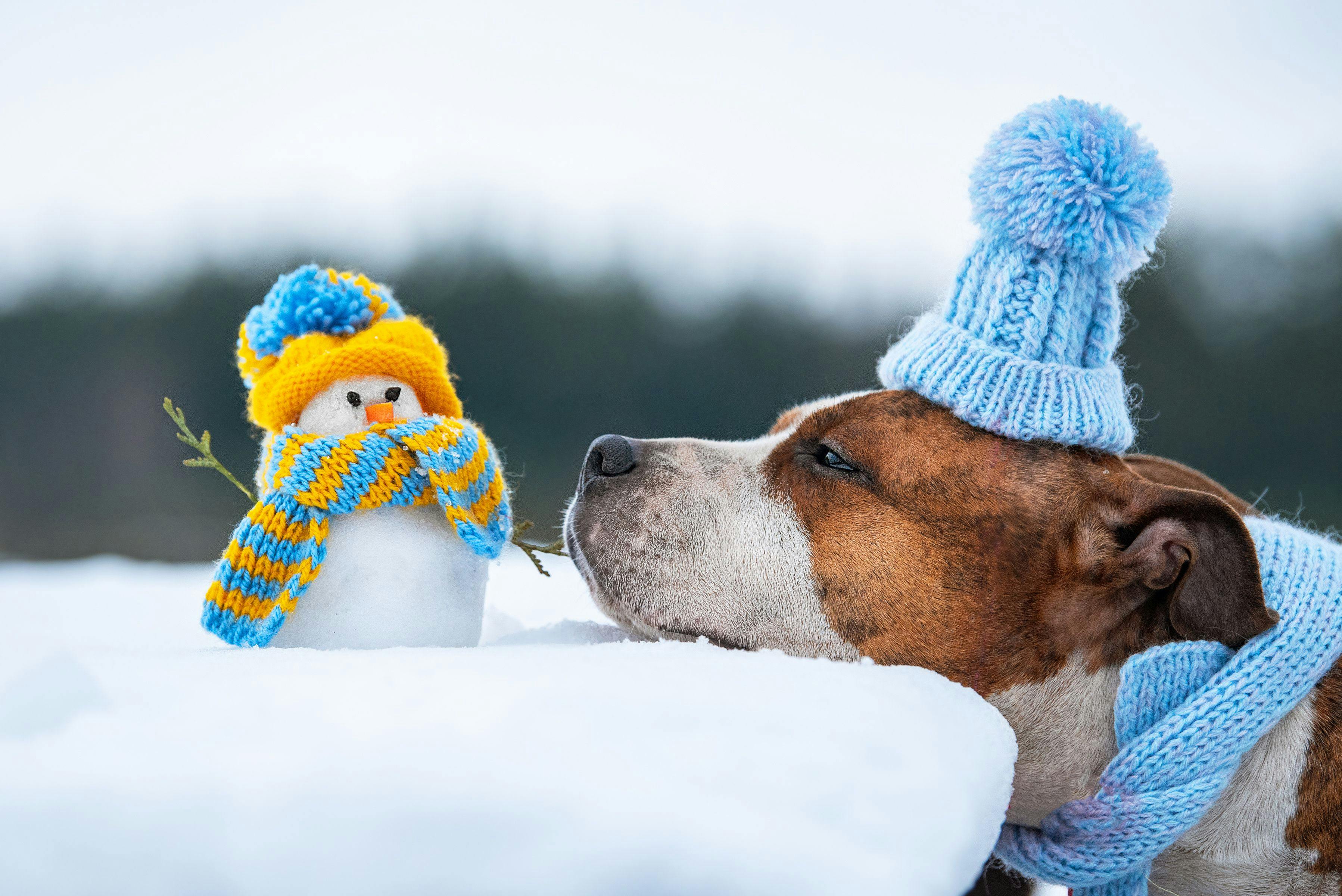 Dogness enters protective cold weather pet apparel market 