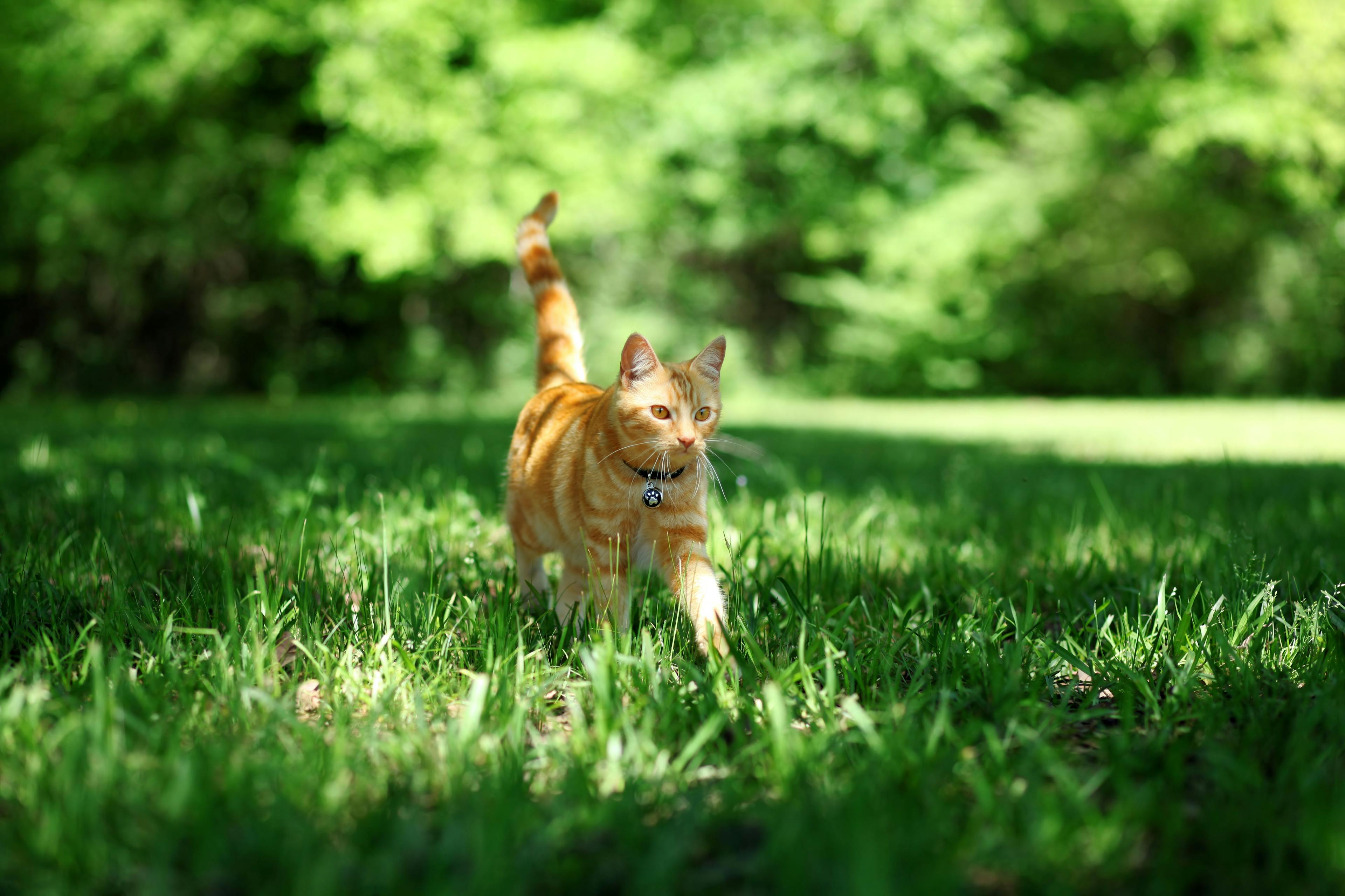 Mandatory cat microchipping legislation introduced in the UK