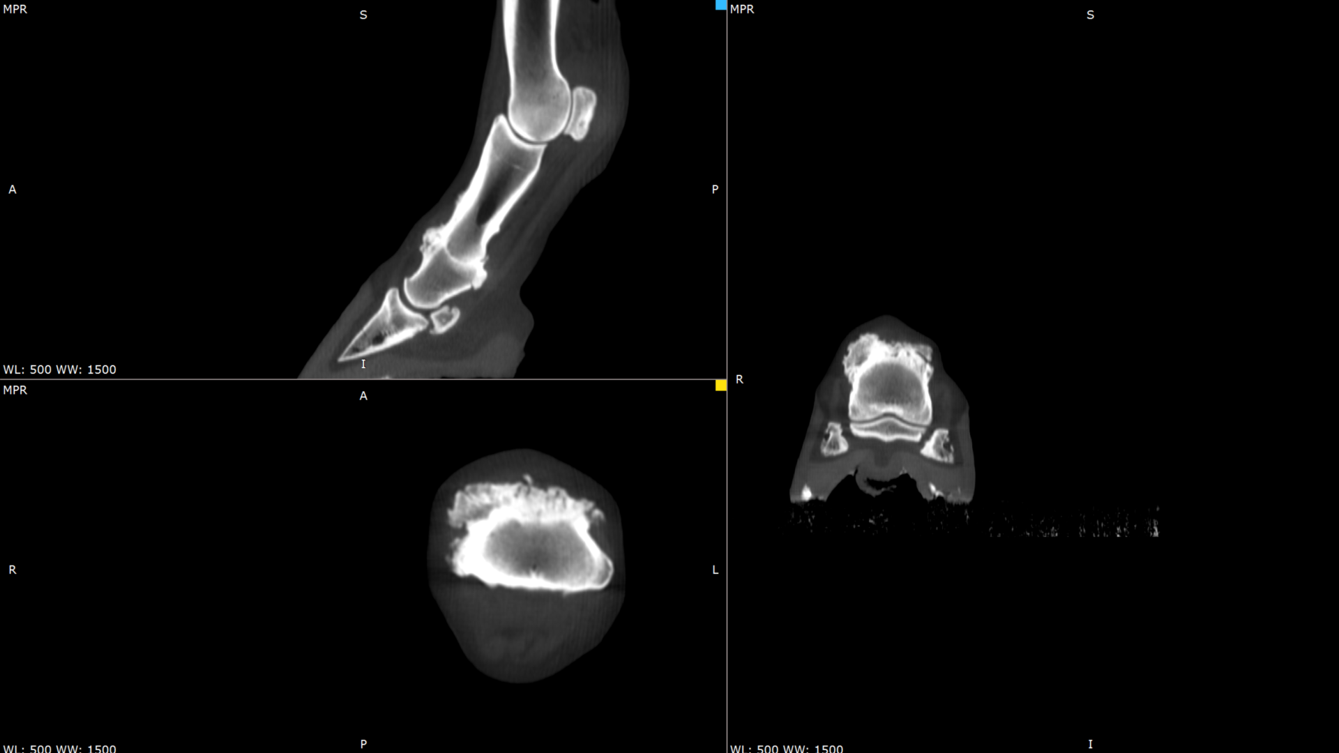 Scan of front leg limb showing severe osteoarthritis. (All images photo courtesy of Asto CT).