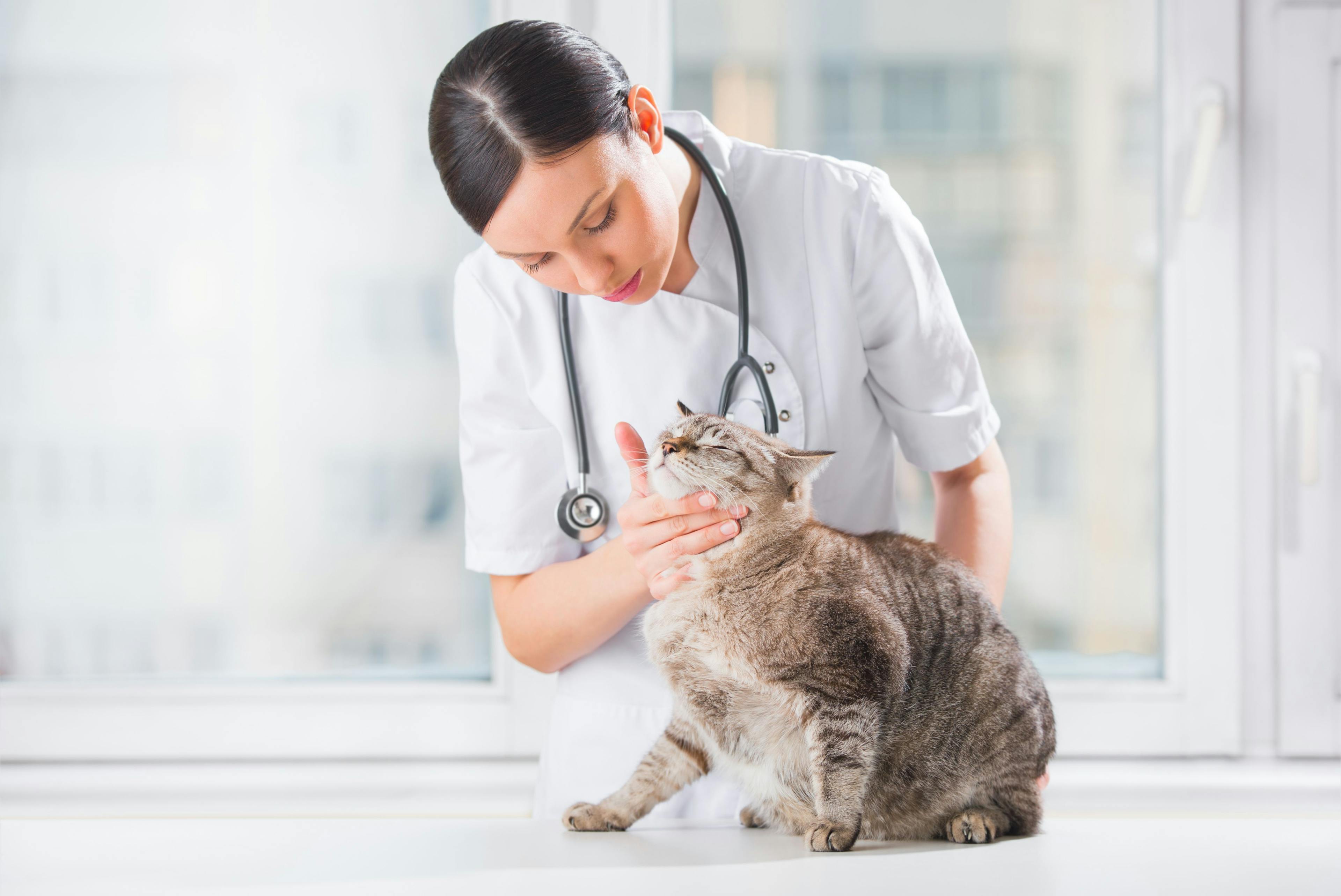 Relief veterinary work: What you need to know