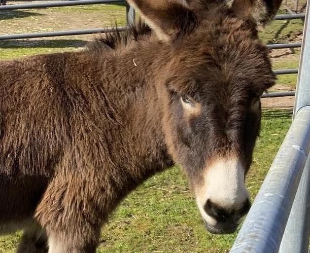 Lily, the donkey who experienced oleander poisoning (Photo courtesy of UC Davis School of Veterinary Medicine). 
