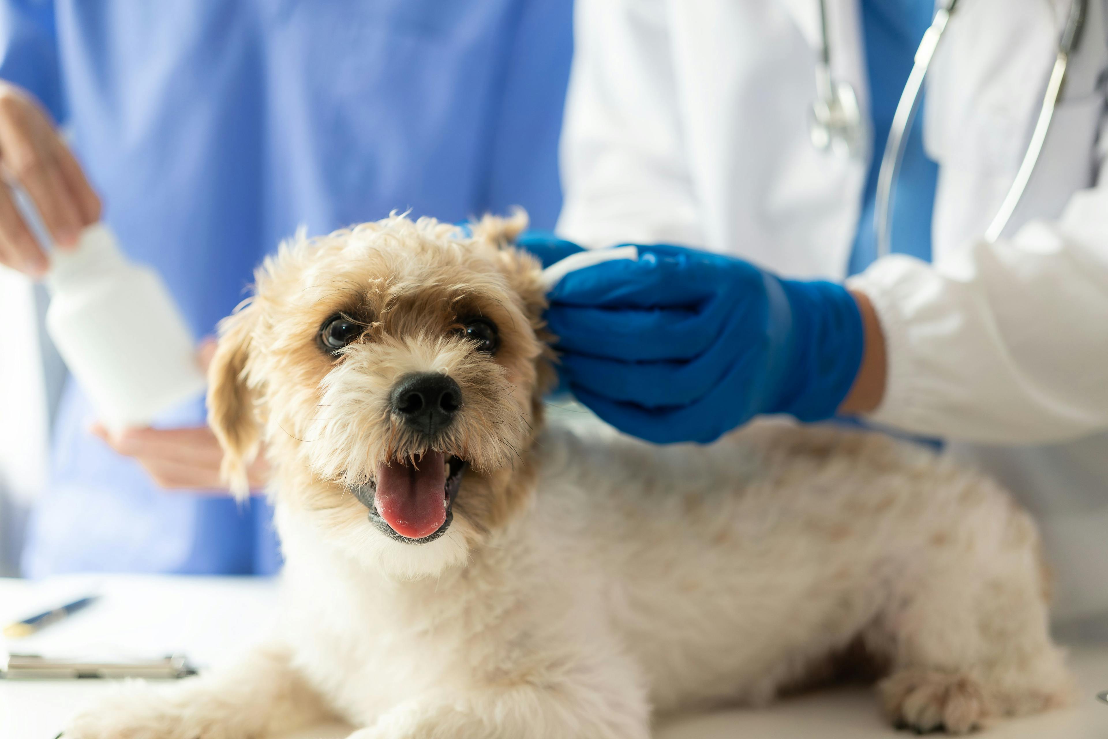 Unmasking the mysterious canine respiratory disease 