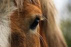 Eye Trouble: Infection Risk After Equine Transpalpebral Enucleation