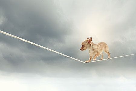 veterinary-dog-tight-rope-stress-AdobeStock