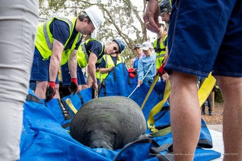 Disney contributes to successful rehabilitation and release of manatee