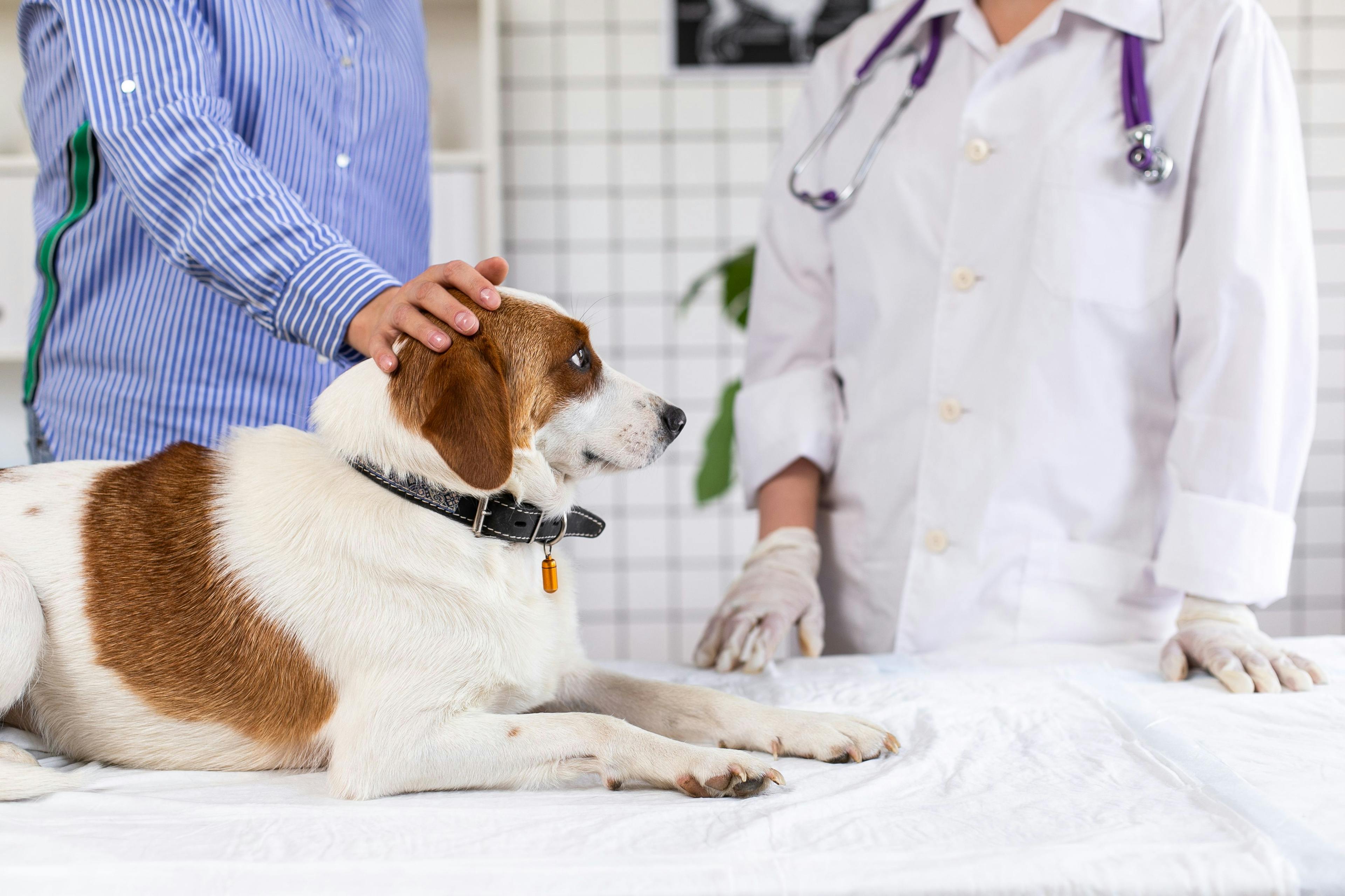 ASPCA Animal Poison Control Center reaches 4 million pet toxicity cases
