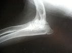 Elbow Joint Bone Density Analysis in Labrador Retrievers and Golden Retrievers