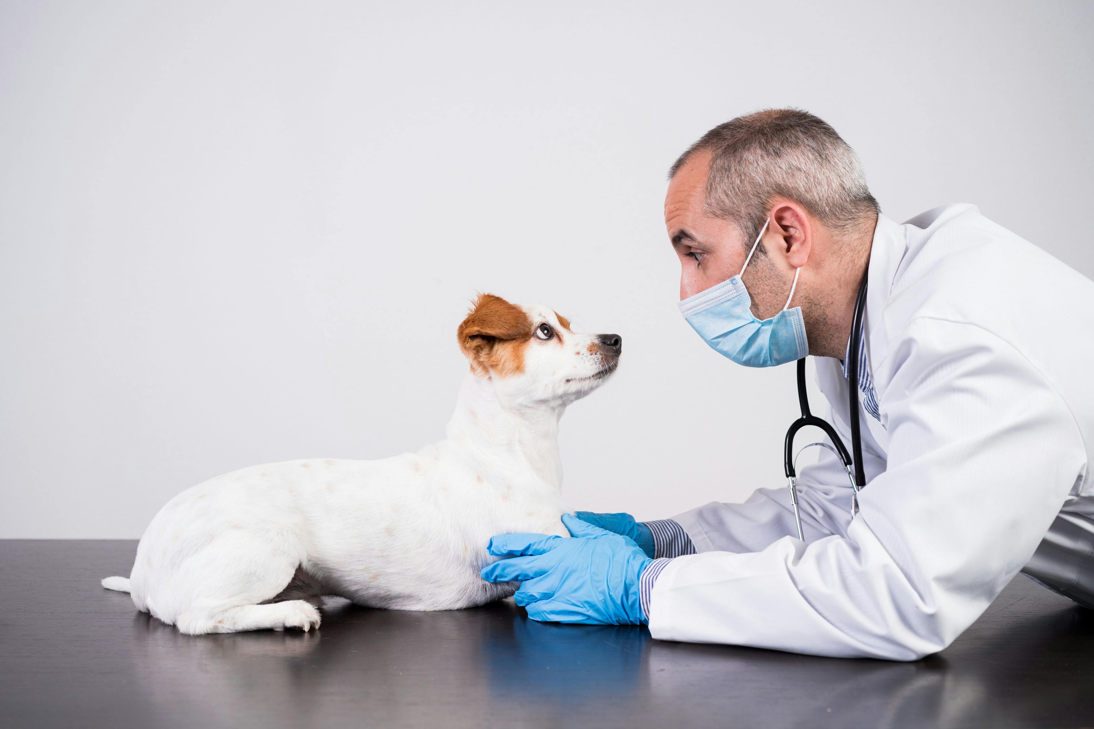veterinarian with mask and dog