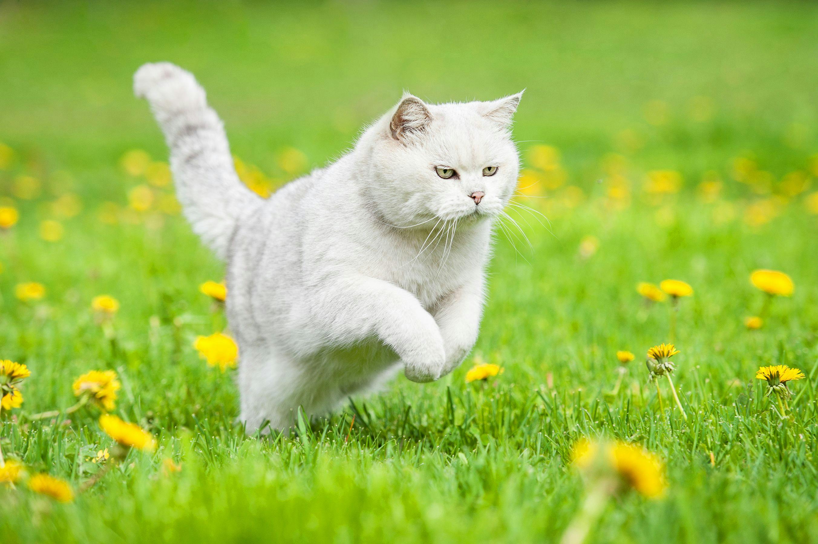 Helping osteoarthritic cats live their best lives