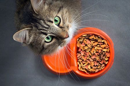 veterinary-cat-food-cat-looking-up-from-bowl-AdobeStock_161582709_450.jpg