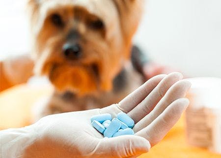 veterinary_pills_drugs450.jpg