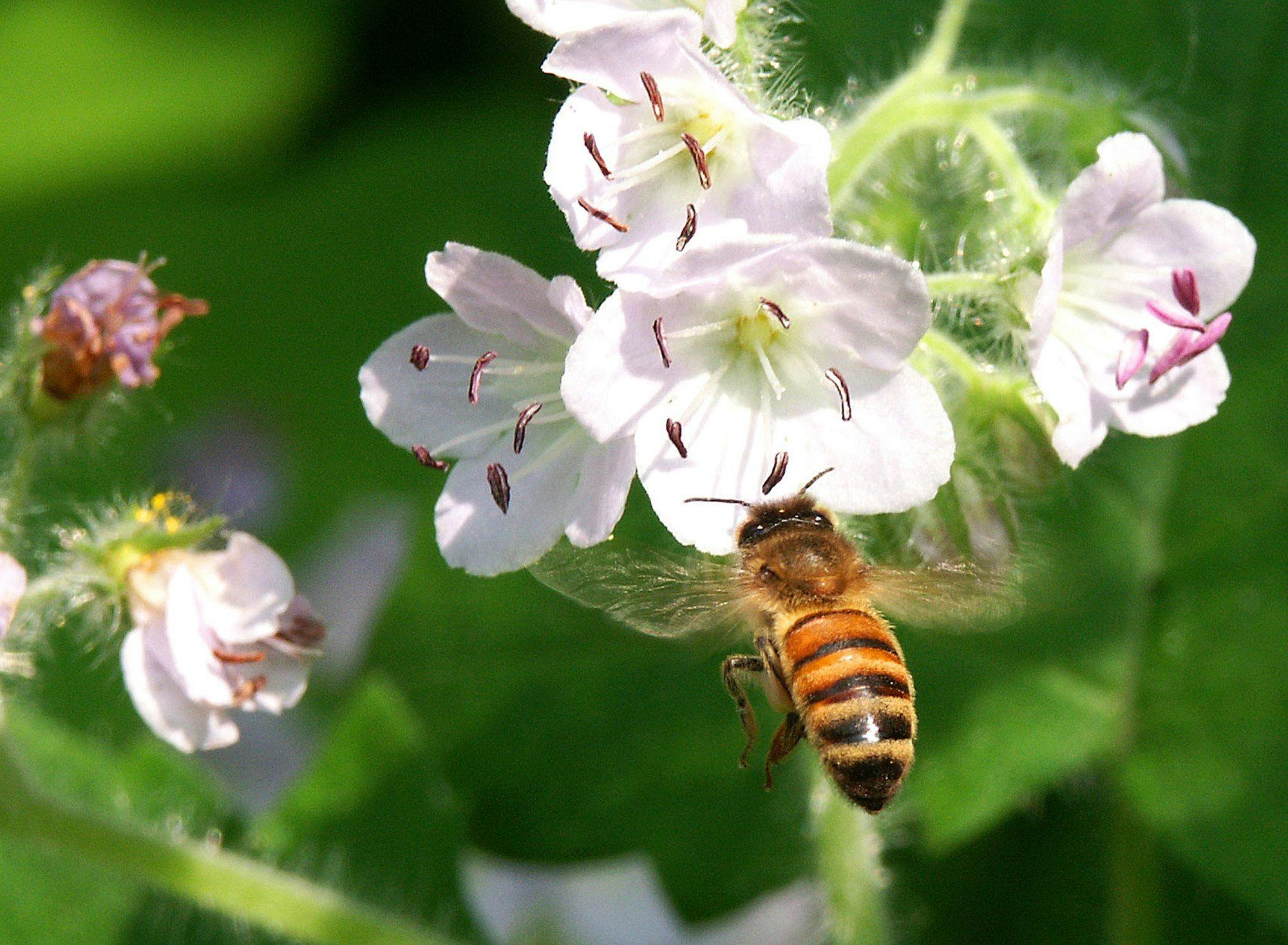 USDA honors National Pollinator Week
