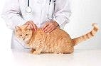 Treatment for Feline Infectious Peritonitis on the Horizon?
