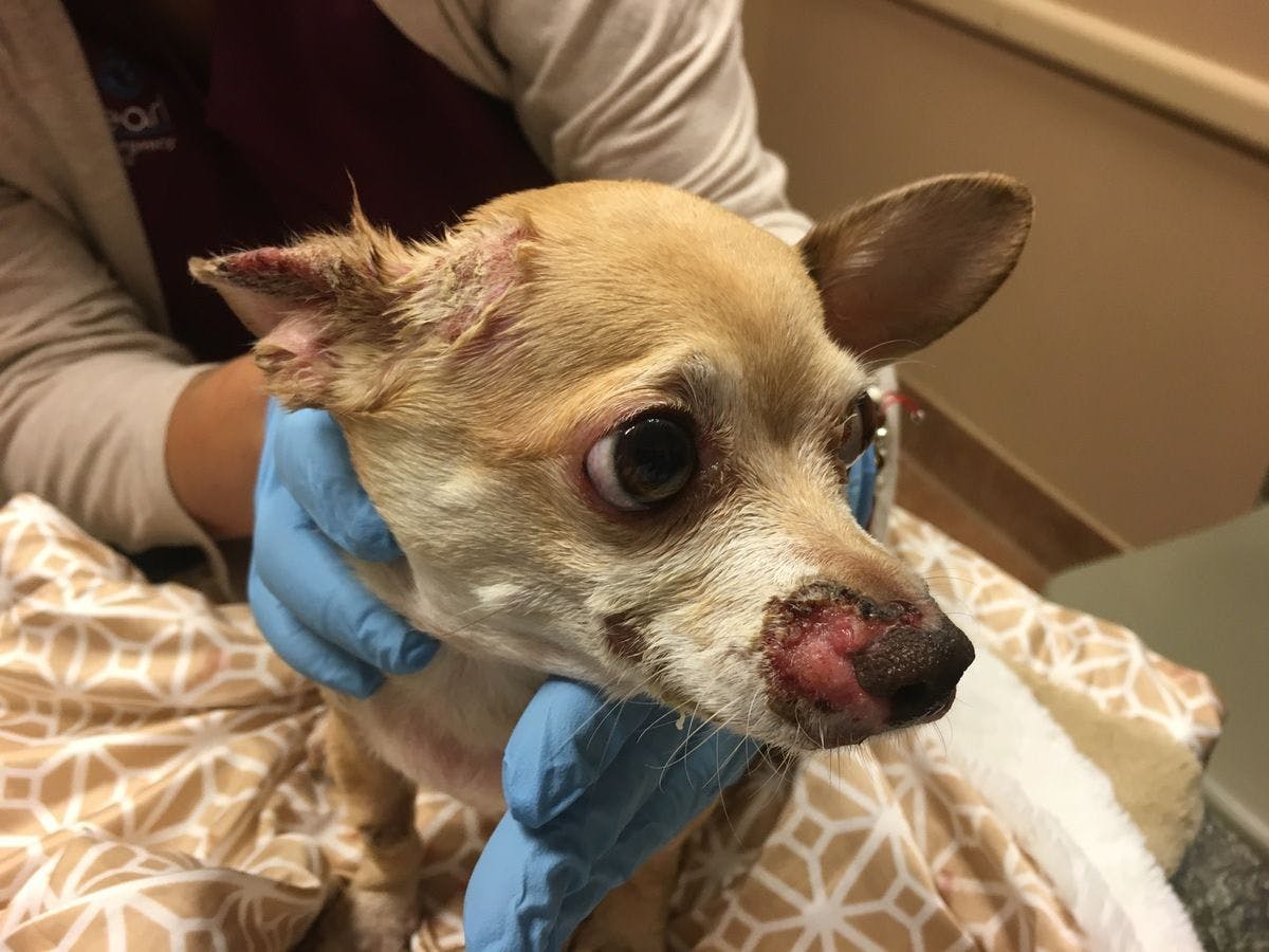 dog with skin condition
