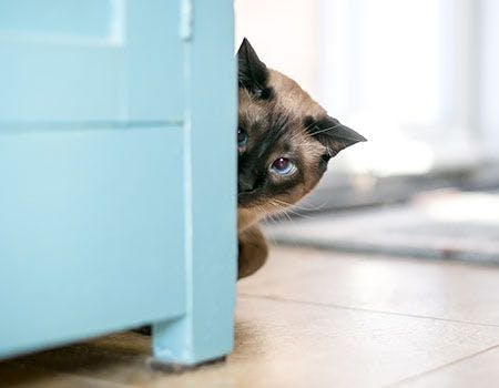 veterinary-cat-hiding_main.jpg