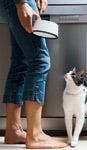 veterinary_cat-feeding_0312-764974-1384166503318.jpg