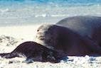Toxoplasmosis Threatens Endangered Seal Species