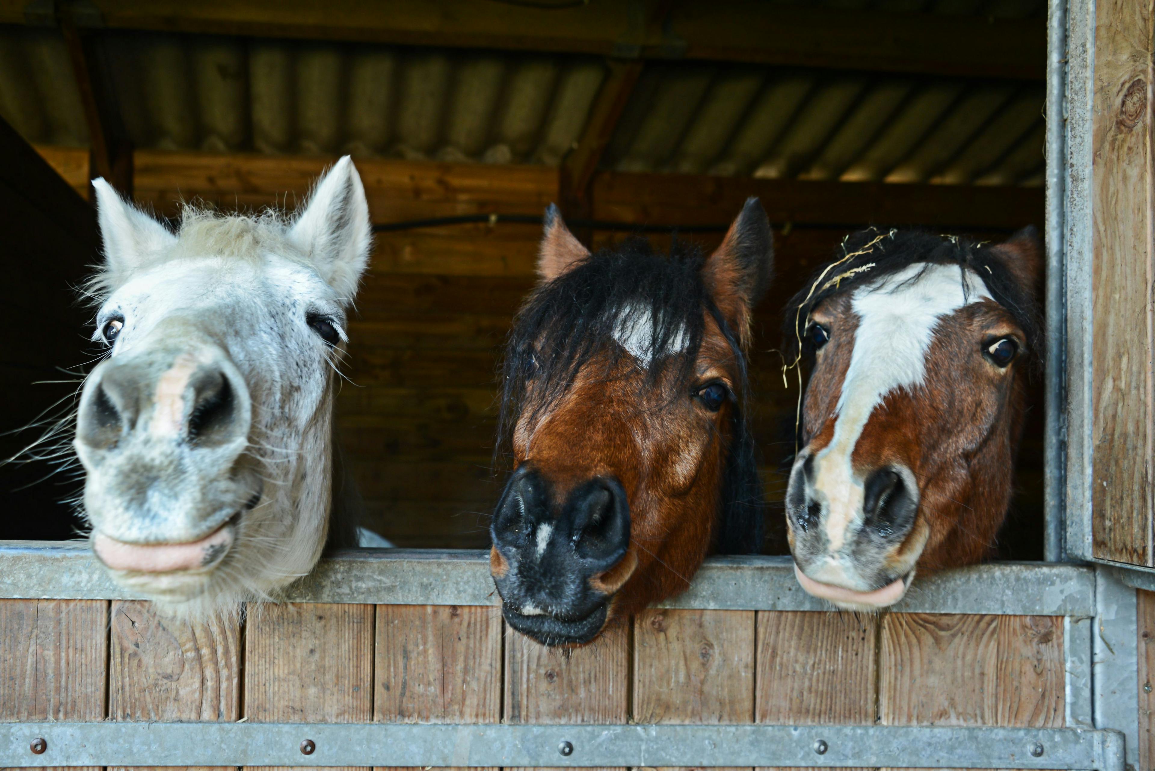 3 must-reads for World Horse Day 2024