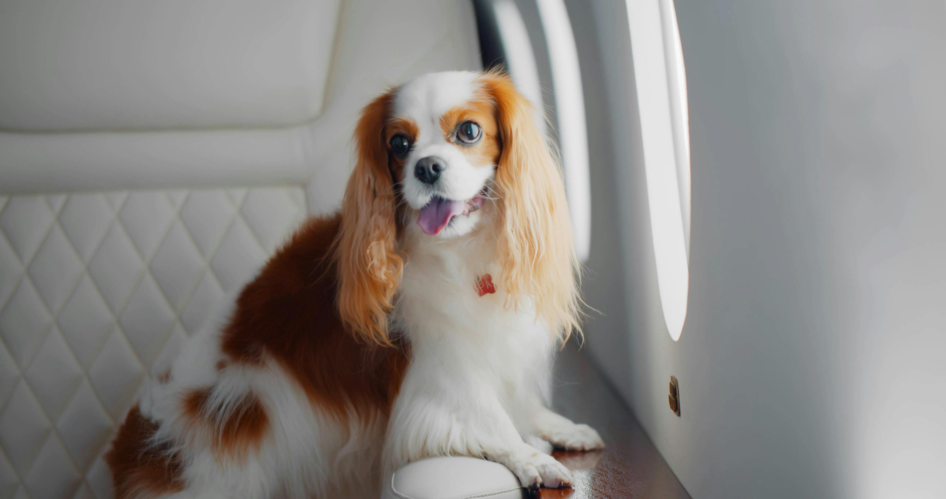 4 pet travel safety tips 